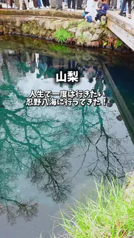 みきたび｜家族で週末ごほうび旅のTikTok PR投稿：人生で一度は行きたい 忍野八海 🗻💧 今回紹介したのは…
