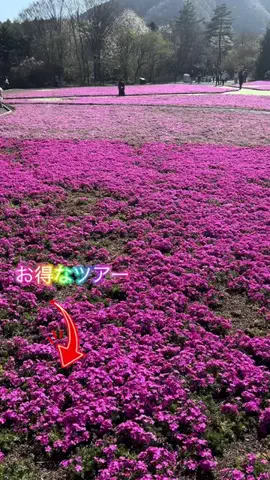 LittleBamboo.lsのTikTok投稿