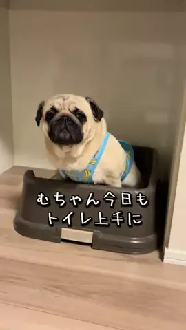 パグのむさしのTikTok投稿