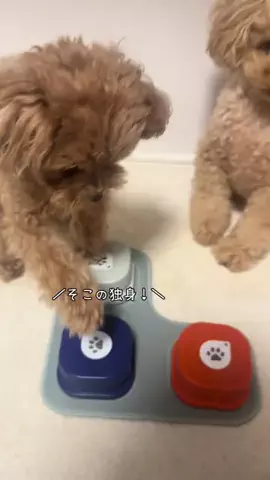 むぎとくるみ🧸🎀のTikTok投稿