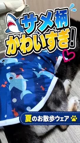 九州で柴犬と暮らすちゃんねる【柴犬くま】のTikTok投稿