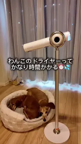 ダックス老犬3匹🐕🐕🐕💫のTikTok投稿