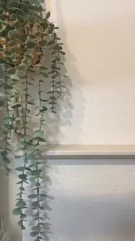 solosoloのTikTok投稿