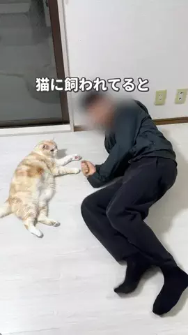 ねこある｜猫との暮らしあるあるのTikTok投稿