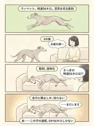 都内のチワワのTikTok投稿
