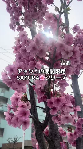 AmOのたべろぐのTikTok投稿