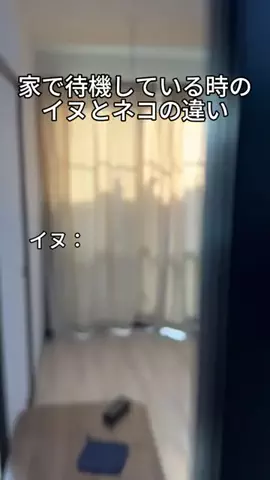 それから。のTikTok投稿