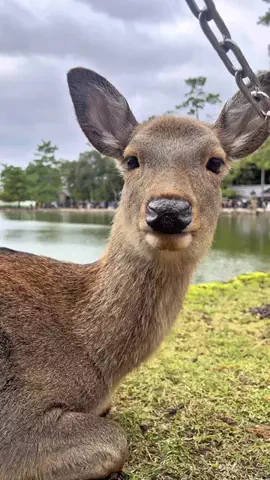 鹿達の日常【Nara deer channel】のTikTok投稿