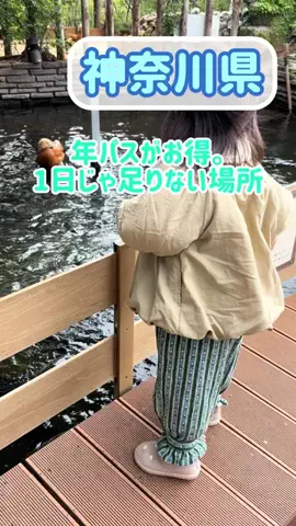 阿川麻美 Asami AgawaのTikTok投稿