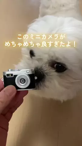 さくもぐのおうちのTikTok投稿