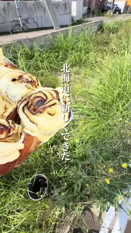 けんじ グルメマンのTikTok投稿