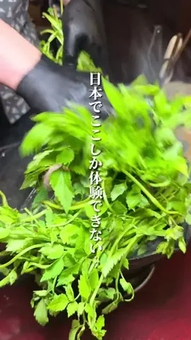 けんじ グルメマンのTikTok投稿