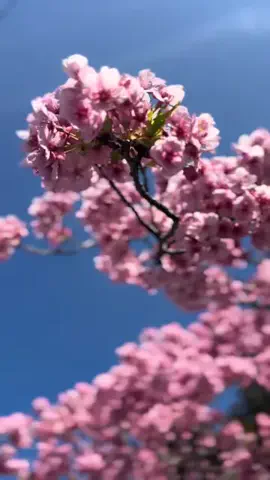 とん（旅動画）のTikTok投稿