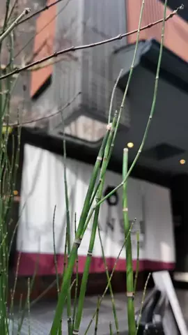 🍙りっぴー✈️のTikTok投稿