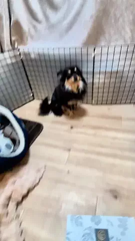 チワワのルーク🐶Luke🐶のTikTok投稿