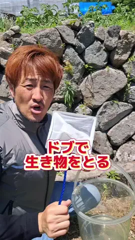 広島たにさんのぼれやびゃー動画のTikTok投稿