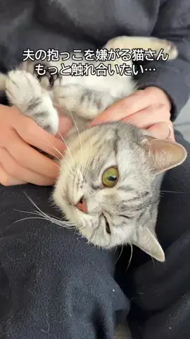 猫にペチペチされたいのTikTok投稿