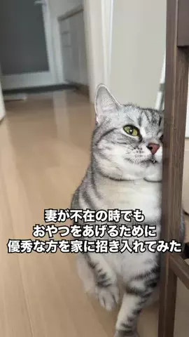 猫にペチペチされたいのTikTok投稿
