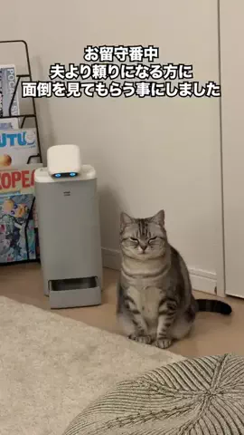猫にペチペチされたいのTikTok投稿