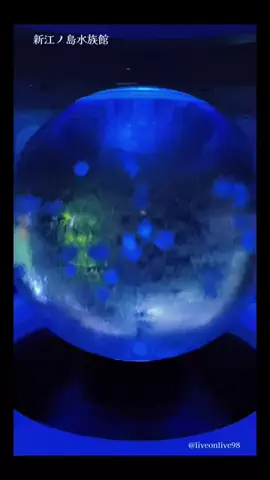 ＊hitohira＊のTikTok投稿