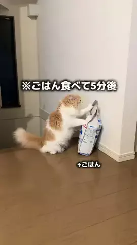 ねぎま【スコティッシュフォールド】のTikTok投稿