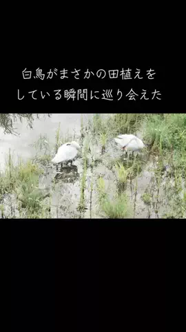 心が震える1分のTikTok PR投稿：白鳥がまさかの田植えをしている瞬間に巡り会えた#psychic…