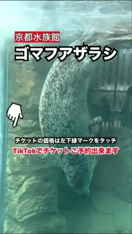 WINGのTikTok投稿