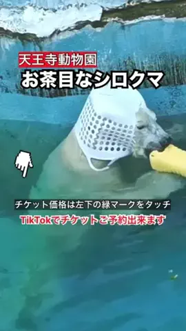 WINGのTikTok投稿
