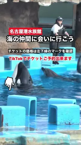 WINGのTikTok投稿