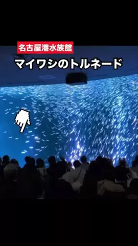 WINGのTikTok投稿