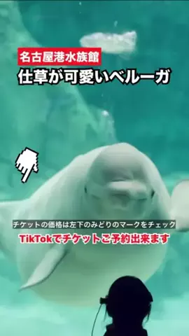 WINGのTikTok投稿