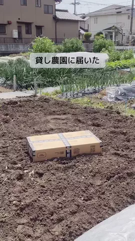 セッキーのTikTok投稿