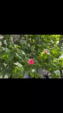 きぬのTikTok投稿