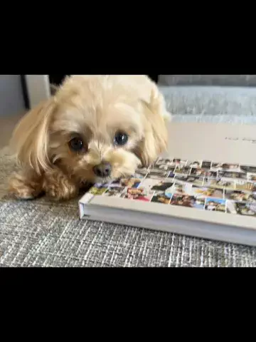 マルプーのチロル🐶🍫💓のTikTok投稿