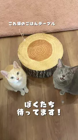 もちもちブラザーズのTikTok投稿