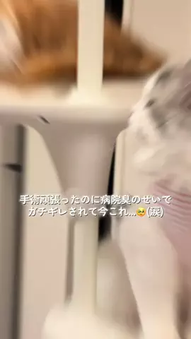 天むすくんのTikTok投稿