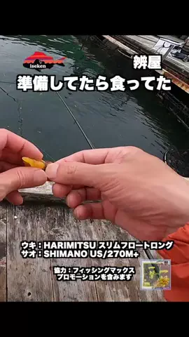 伊勢志摩つりとも研究所のTikTok投稿