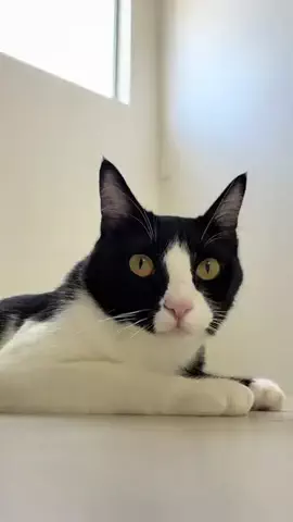 はちわれ猫のノルとレニーのTikTok投稿