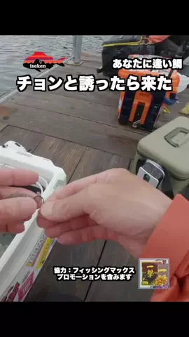 伊勢志摩つりとも研究所のTikTok投稿
