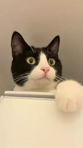 はちわれ猫のノルとレニーのTikTok投稿