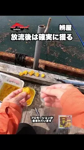 伊勢志摩つりとも研究所のTikTok投稿