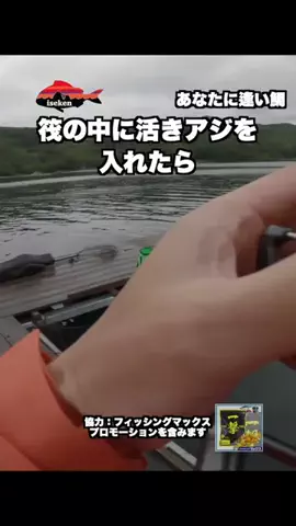 伊勢志摩つりとも研究所のTikTok投稿