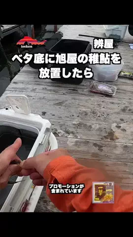 伊勢志摩つりとも研究所のTikTok投稿
