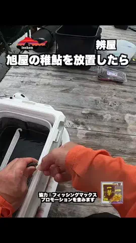 伊勢志摩つりとも研究所のTikTok投稿