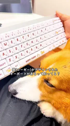 ロイ【もふもふコーギー】のTikTok投稿