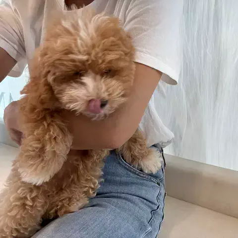 fumika 🐅のTikTok投稿