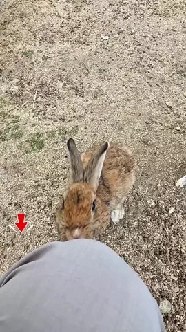 わら旅夫婦のTikTok PR投稿：うさぎだらけの島知ってる？🐰 日本で唯一のうさぎ島に…