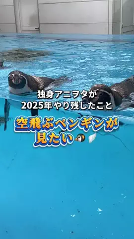 あぴお｜ライフハックのTikTok投稿