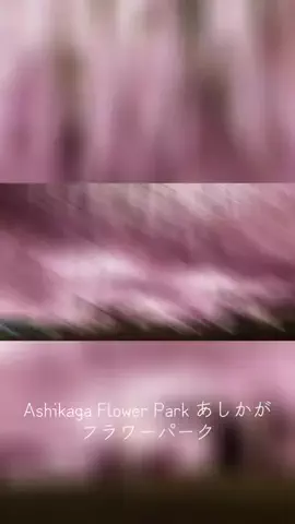 EDM Chill Bass 8DのTikTok投稿
