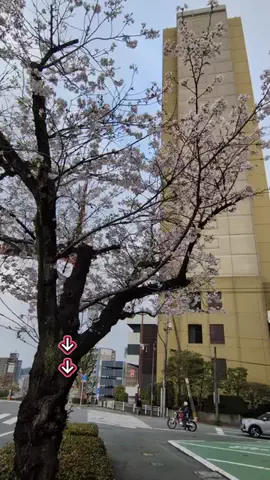 トアンもん　チャンネルのTikTok投稿
